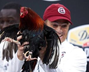 Gamecocks Pride on Full Display: Sir Big Spur VII and ‘Cocky’ Continue to Lead South Carolina Spirit at Sporting Events….